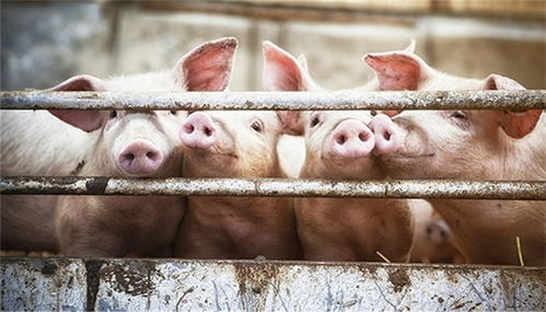 农业农村部 我国尚无批准上市的非洲猪瘟商品化疫苗